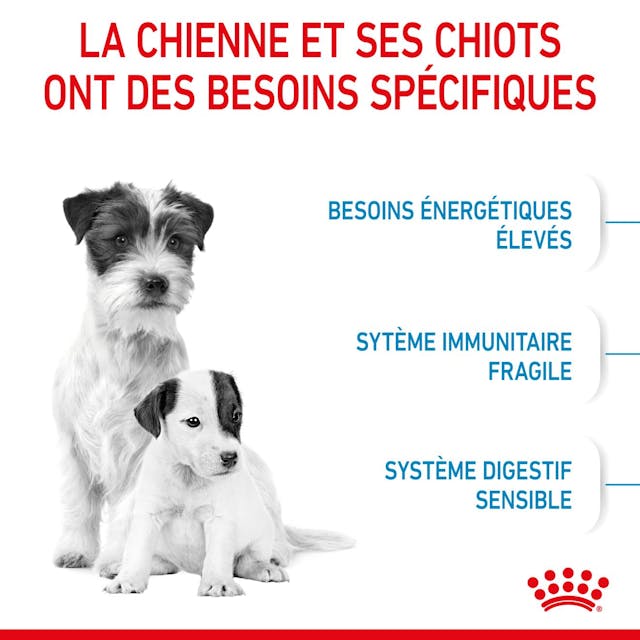 ROYAL CANIN - CROQUETTE MINI STARTER MOTHER & BABY