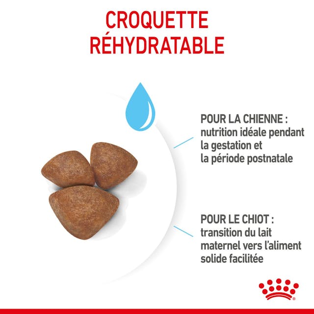 ROYAL CANIN - CROQUETTE MINI STARTER MOTHER & BABY
